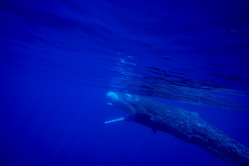 Fototapeta premium Underwater shot of a sperm whale in the clear water of the ocean. Mauritius