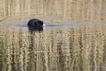 Blässhuhn  Fulica atra auf einem Teich