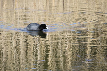 Blässhuhn Fulica atra