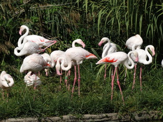 famiglia fenicotteri