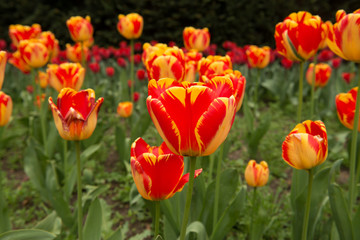 Red and yellow tulips