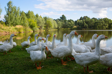 Domestic white geese on the lake. Summer village landscape.