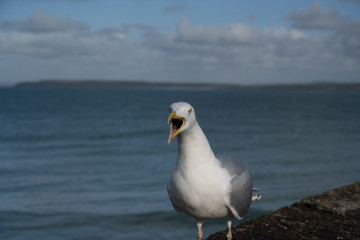 Angry seagull