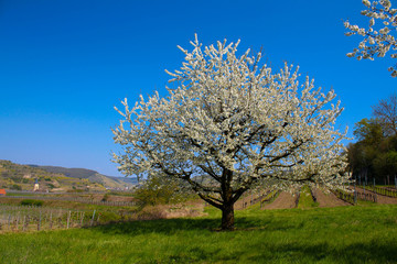 Fototapeta na wymiar Kirschblüte im Kaierstuhl bei Achkarren im Frühling