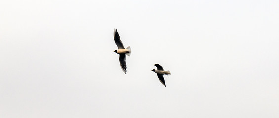 Flying birds in the sky.