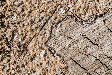 Texture of a birch stump close-up.