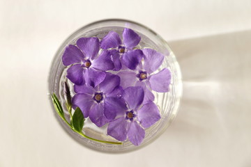 Obraz na płótnie Canvas violet periwinkle flowers in a glass with water