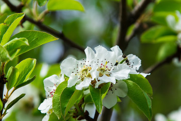 Cherry flowers close-up on a green background