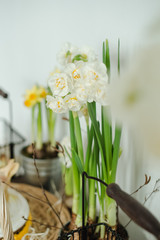 daffodils and hyacinths in pots on the table