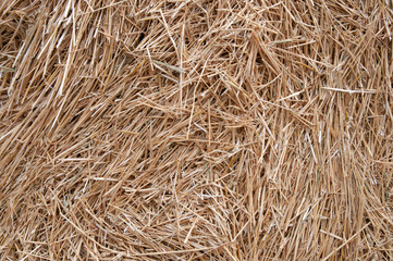 hay, mown grass, gold