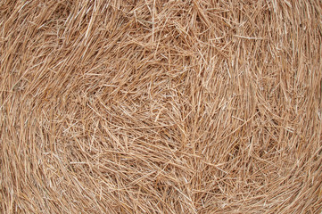 hay, mown grass, gold