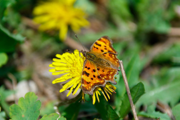 Orange butterfly with fastening yellow and black on dandelions