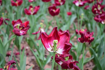 most beautiful tulip in chiina