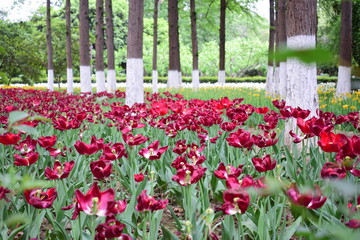 most beautiful tulip in chiina