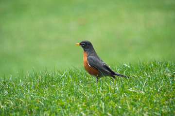 Update New York Landmarks and Wildlife 