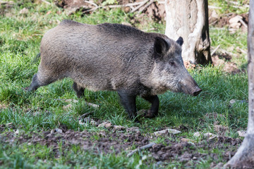 Wildschwein im Wald