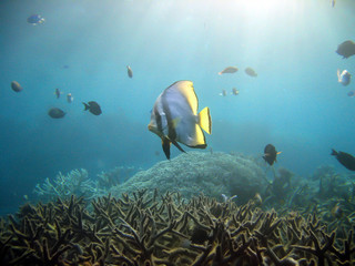 Fototapeta na wymiar Tropical Fish over coral reef in sun rays. Batfish over stag horn coral taken on the Great Barrier Reef near Cairns.