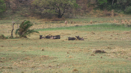 herd of wildebeest