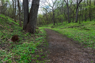 Fototapeta premium Trail through wooded valley of flandrau state park