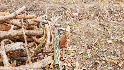Freshly sawn logs. Logs of trees in the forest after felling