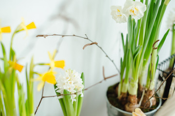 daffodils and hyacinths in pots on the table