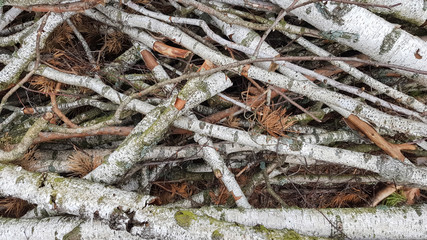 Freshly sawn logs. Logs of trees in the forest after felling