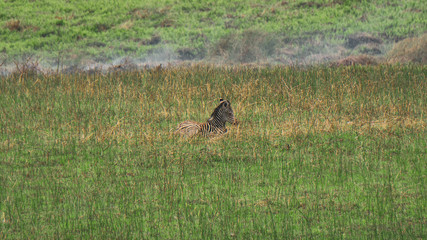 small zebra in the savannah