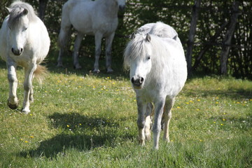 Obraz na płótnie Canvas Grey playful thug horse ponies team
