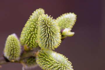 beautiful young branch in the spring sun