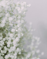 cherry blossom in spring