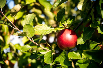 Red apple hanging on a tree in an apple orchard with green leaves in the background. Fruit picking season