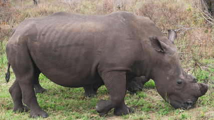 rhino in the wild