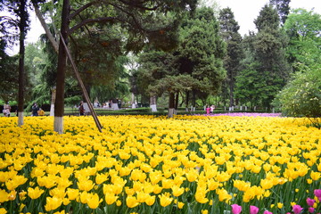 Obraz premium most beautiful tulip in chiina