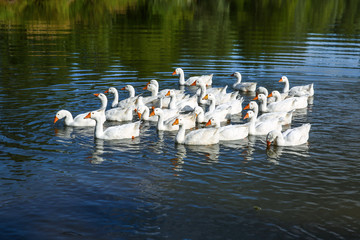 Domestic white geese on the lake. Summer village landscape.