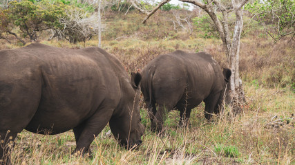 Obraz premium rhino in the wild