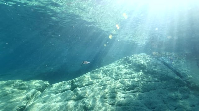 underwater fish scenery with sun beams rays and sunshine pcean scenery