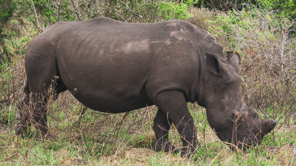 Obraz premium rhino in the wild