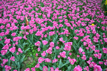 most beautiful tulip in chiina