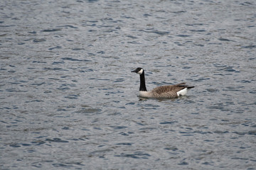 Update New York Landmarks and Wildlife 