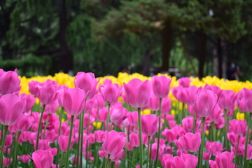 most beautiful tulip in chiina