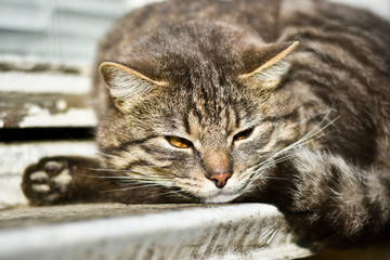 gray striped cat lies on a window sill in the street, basking in the sun