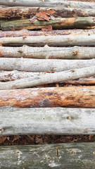 Freshly sawn logs. Logs of trees in the forest after felling