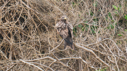 bird in the trees