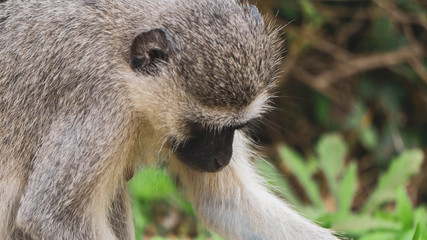 close up face of a monkey