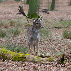 Naklejka na ściany i meble Deer in a woods, Dunham park, Cheshire