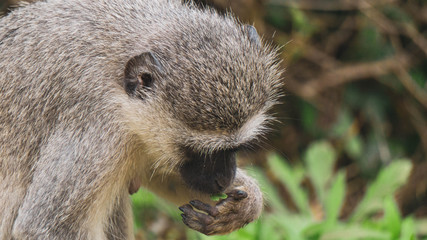 close up face of a monkey