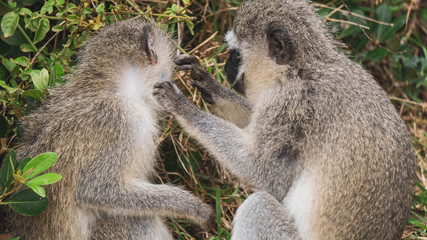 monkeys grooming close up
