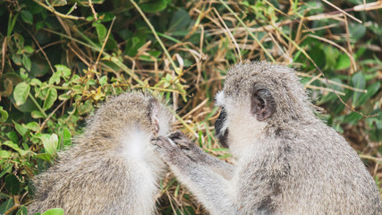 monkeys grooming close up