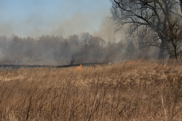 fire of old dry grass in the field