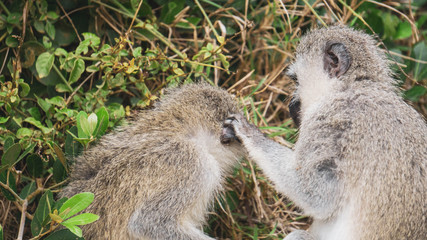 monkeys grooming close up